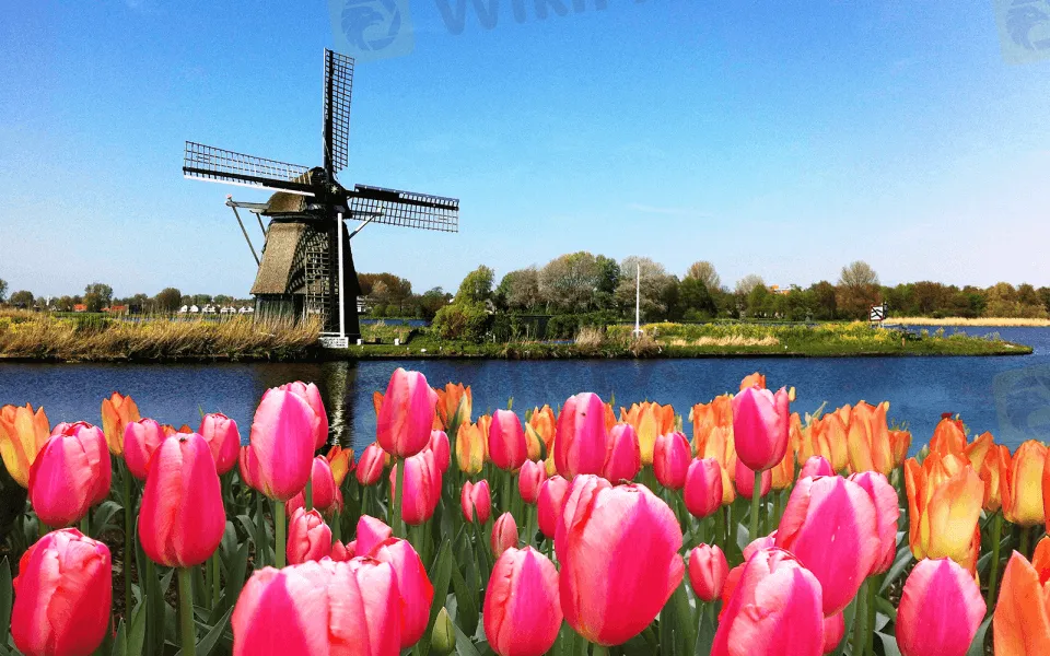 Holland-Windmill-and-Tulips-1600x1000-compressed-960x600.png Holland-Windmill-and-Tulips-1600x1000-compressed-960x600.png
