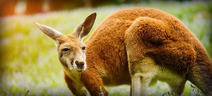 australia.jpg australia.jpg