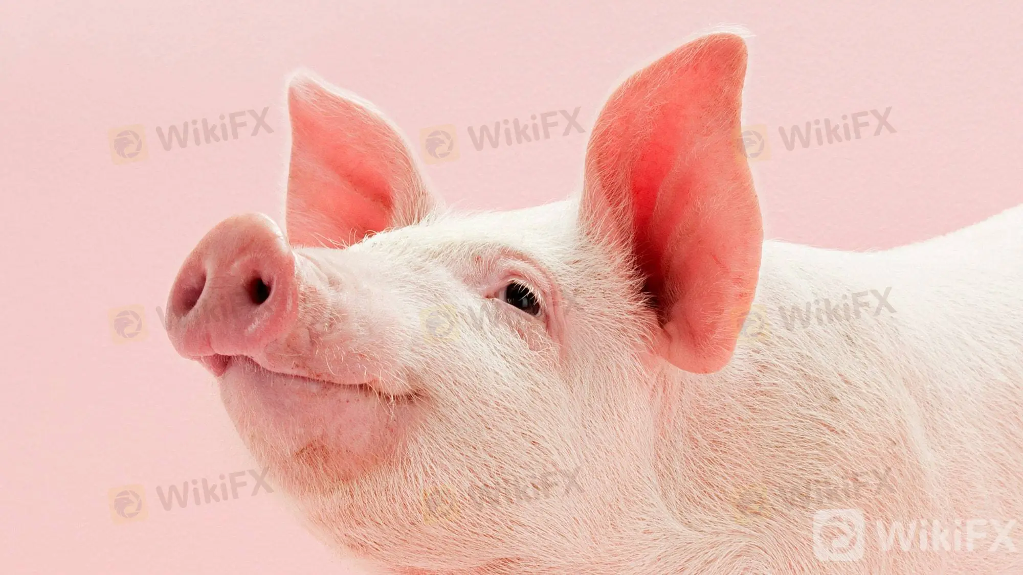 pigbrain.jpg pigbrain.jpg